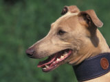 Fawn Whippet Wearing a Collar