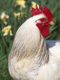 Domestic Chicken, Rooster Amongst Daffodils, USA