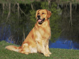 Domestic Dog Sitting Portrait, Golden Retriever, (Canis Familiaris) Illinois, USA
