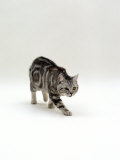 Domestic Cat, British Shorthair Silver Tabby, Stalking