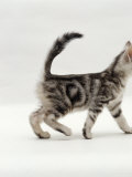 Domestic Cat, 8-Week, Silver Tabby Male Kitten