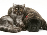 Smoke Exotic Kitten Curled up with Sleeping Brindle English Mastiff Puppy