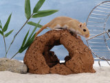 Gerbil at Play