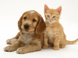 Golden Cocker Spaniel Puppy with Ginger Kitten