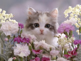 8-Week, Silver Tortoiseshell-And-White Kitten, Among Gillyflowers, Carnations and Meadowseed