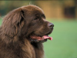Brown Newfoundland Dog Portrait