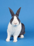 Buy Dutch Rabbit at AllPosters.com