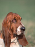 Head Portrait of Basset Hound