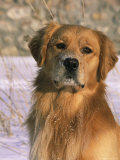 Golden Retriever in Snow (Canis Familiaris) Illinois, USA
