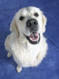 Looking Down on Golden Retriever Dog