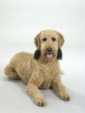 Standard Poodle Dog at Rest