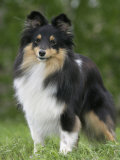 Sheltie Dog Outdoors