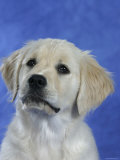 Head of Golden Retriever Puppy