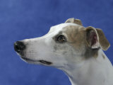 Head of Whippet Dog