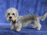 Dandie Dinmont Terrier Dog