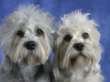 Two Dandie Dinmont Terrier Dogs