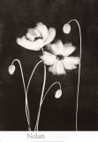 Buy Midnight Poppies at AllPosters.com
