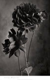 Buy Ruby Dahlia at AllPosters.com