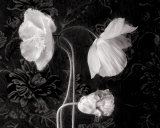 Buy Poppy III at AllPosters.com
