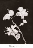 Buy Midnight Hibiscus at AllPosters.com