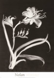 Buy Midnight Lilies at AllPosters.com