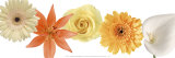 Buy In Full Bloom at AllPosters.com