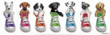 Sneaker Pup Line-Up