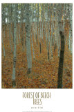 Forest of Beech Trees Art Print