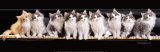 Klassical Kittens