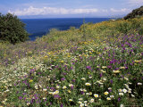 April Spring Flowers, Zingaro Nature Reserve, Northwest Area, Island of Sicily, Italy
