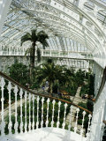 Interior of the Temperate House, Restored in 1982, Kew Gardens, Greater London