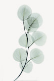 Eucalyptus