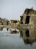 Buy Village in the Marshes, Iraq, Middle East at AllPosters.com