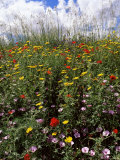 Buy April Spring Flowers, Near Aidone, Central Area, Island of Sicily, Italy, Mediterranean at AllPosters.com