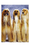 Dogs Standing Up