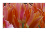 Buy Tulips at AllPosters.com