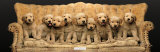 Golden Pup Line-Up