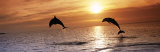 Sunset Dolphins