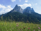 May Flowers and Mount Sciliar (Sclern), Dolomites, Trentino-Alto Adige (South Tirol), Italy