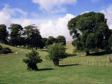 Trelissick Gardens, National Trust, Feock, Near Truro, Cornwall, England, United Kingdom