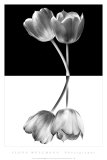 Black and White