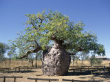 Old Hollow Boab Tree, Outside Derby, Western Australia, Australia