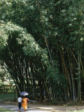 Buy Buddhist Monk Beneath Tall Bamboo, Peradeniya Gardens, Kandy, Sri Lanka at AllPosters.com