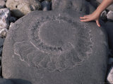 Buy Ammonite in Rock, with Human Hand for Scale, Lyme Regis, Dorset, England, United Kingdom at AllPosters.com