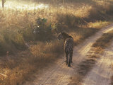 Tiger, Kanha National Park, Madhya Pradesh State, India