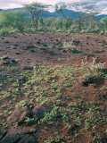 Buy Green Re-Growth after Rains, Laikipia, Kenya, East Africa, Africa at AllPosters.com