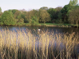 Buy Reeds by the River Yare, Norfolk, England, United Kingdom at AllPosters.com