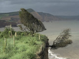 Buy Tree Tumbling Over Cliff Edge, East Devon, England, United Kingdom at AllPosters.com