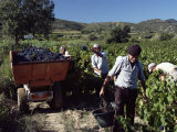 Buy Grape-Picking, Vineyards, Languedoc-Roussillon, France at AllPosters.com