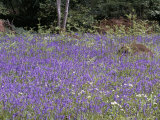 Buy Glade of Bluebells in May, Devon, England, United Kingdom at AllPosters.com